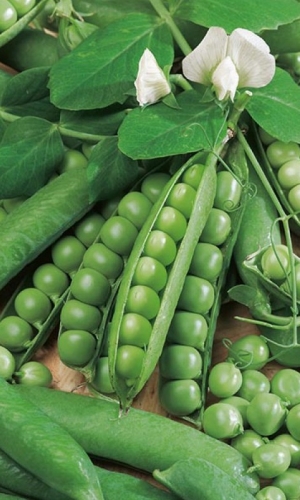 Семена Горох Максдон "Уральский Дачник" б/п