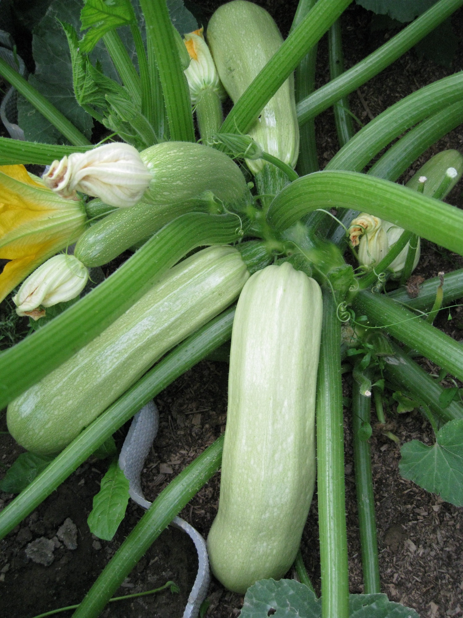 Семена Кабачок цуккини Корнишонный "Уральский Дачник" б/п