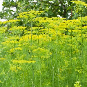 Семена Укроп Зонтик Кустовой  "Уральский Дачник" б/п