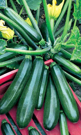 Семена Кабачок Цукеша Чёрный "Уральский Дачник" б/п