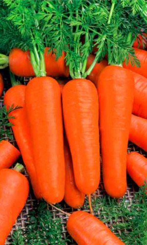 Семена Морковь Московская зимняя  А515 "Уральский Дачник" б/п