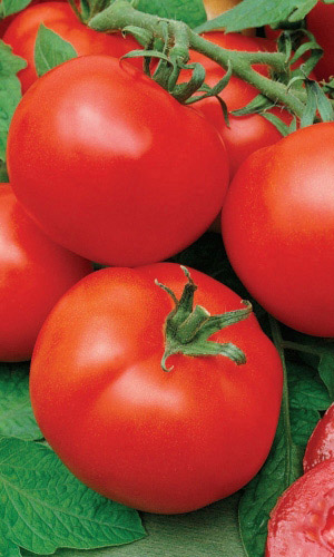 Семена Томат Волгоградский 323   "Уральский Дачник" б/п