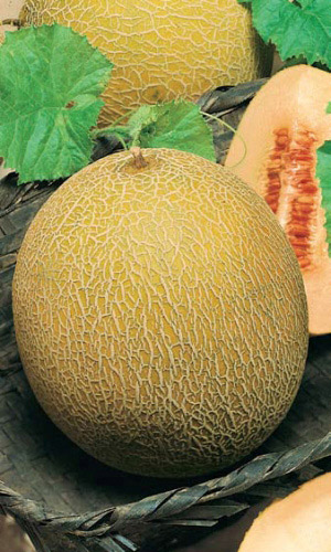 Семена Дыня Медовый Спас "Уральский Дачник" ц/п