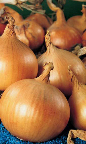 Семена Лук репчатый Золотничок Однолетний Р "Уральский дачник" б/п