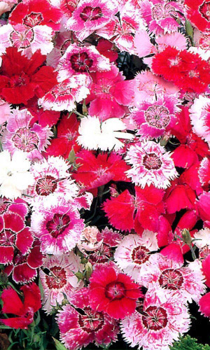 Семена Цветы Гвоздика Китайская Смесь "Уральский Дачник" ц/п