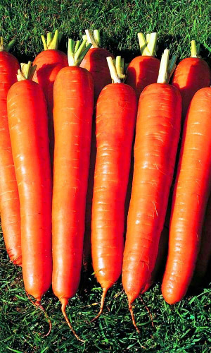 Семена Морковь Сахарный гигант® "Уральский Дачник" ц/п