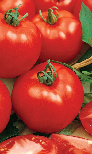 Семена Томат Грунтовый Грибовский  1180 "Уральский Дачник" б/п