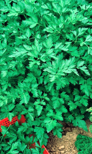 Семена Петрушка листовая Гигантелла "Уральский Дачник" ц/п