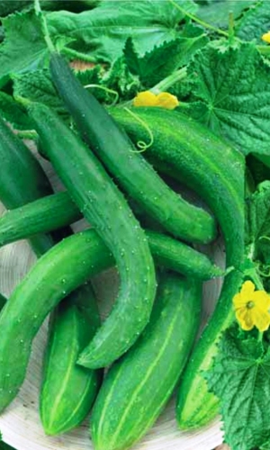 Семена Огурец Китайский Дракон "Уральский Дачник" б/п