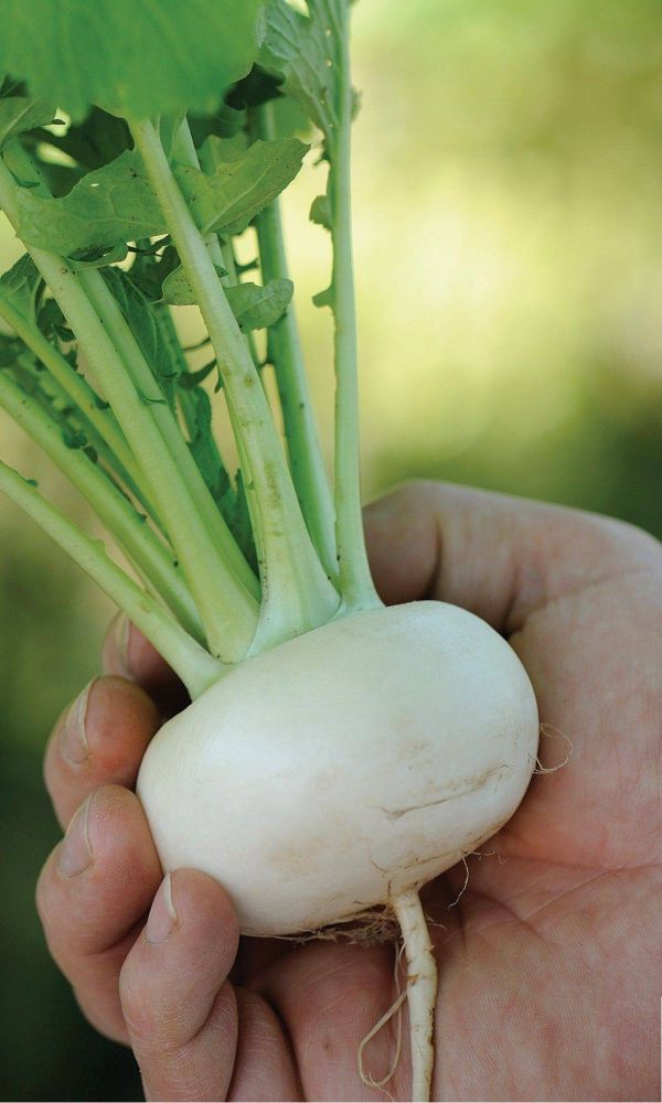 Семена Репа Белоснежка "Уральский Дачник" б/п