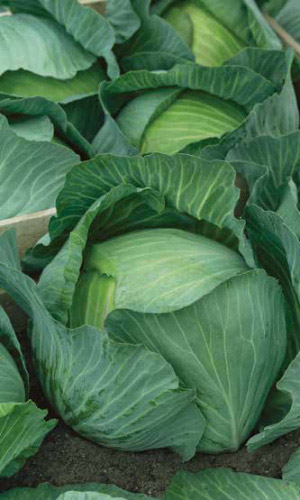 Семена Капуста белокочанная Амагер 611 "Уральский Дачник" ц/п