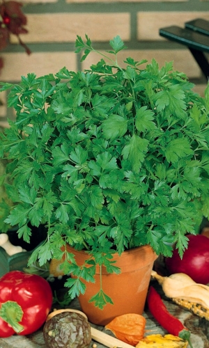 Семена Петрушка листовая Свежий Ветер "Уральский Дачник" ц/п