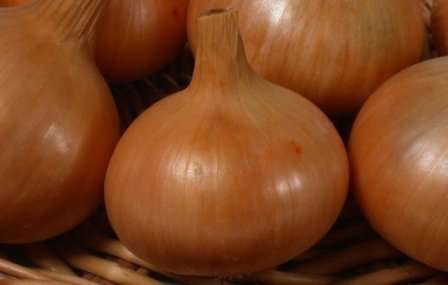 Семена Лук репчатый Штутгартер Ризен  "Уральский Дачник" б/п