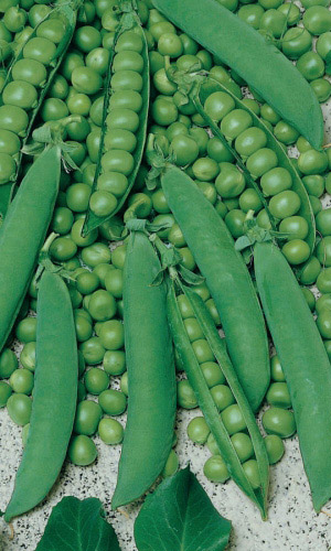 Семена Горох Фуга "Уральский дачник" ц/п