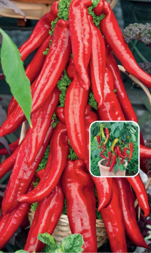 Семена Перец острый Красный Толстяк  "Уральский Дачник" б/п