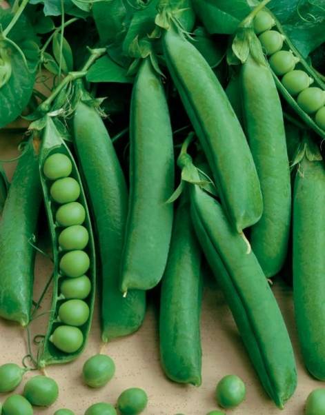 Семена Горох Сладкая Лакомка "Уральский Дачник" б/п