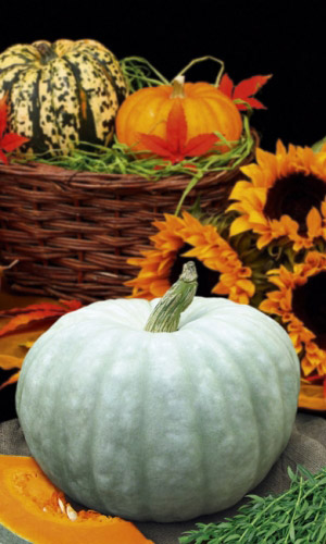 Семена Тыква Крошечка Хаврошечка "Уральский Дачник" ц/п