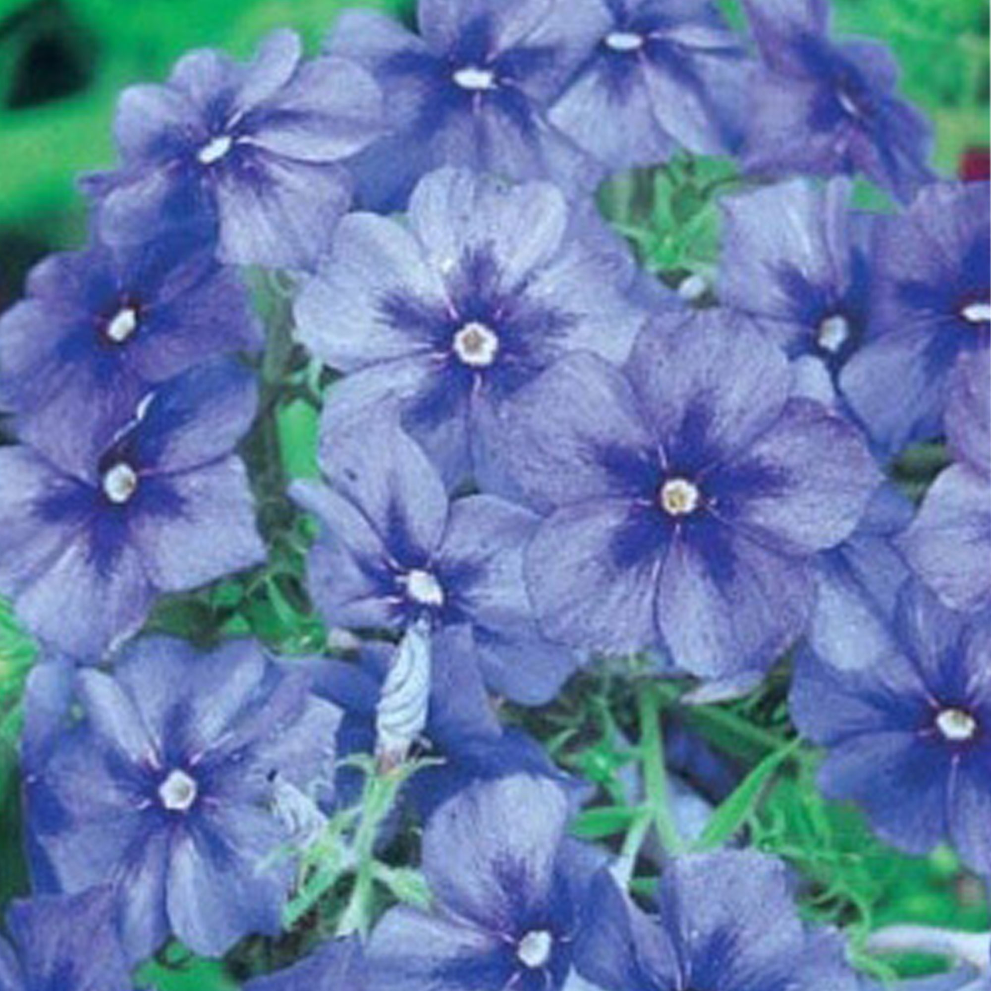 Семена Цветы Флокс друммонда Красотка в Голубом "Уральский Дачник" ц/п