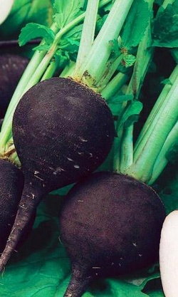 Семена Редька Черномор зимняя "Уральский дачник" б/п