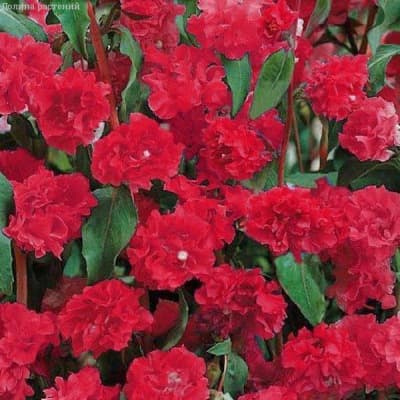 Семена Цветы Кларкия Красная "Уральский Дачник" ц/п