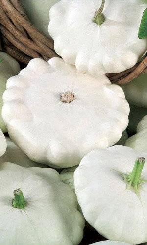 Семена Патиссон Белый 13   Р "Уральский Дачник" б/п