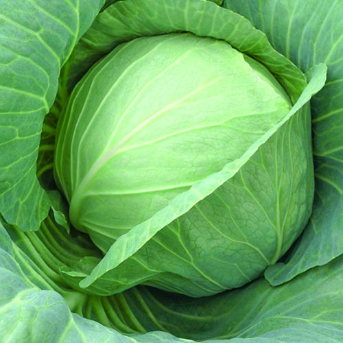 Семена Капуста Сахарная F1 "Уральский Дачник" б/п