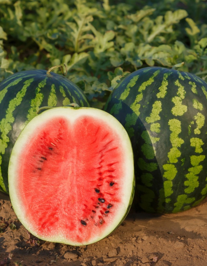 Семена Арбуз Метеор "Уральский Дачник" ц/п