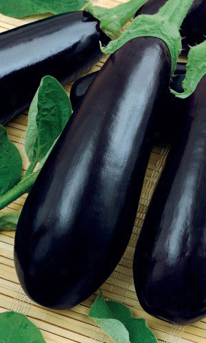 Семена Баклажан Галич "Уральский Дачник" б/п