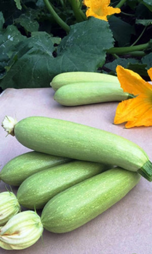 Семена Кабачок Сосновский "Уральский Дачник" ц/п