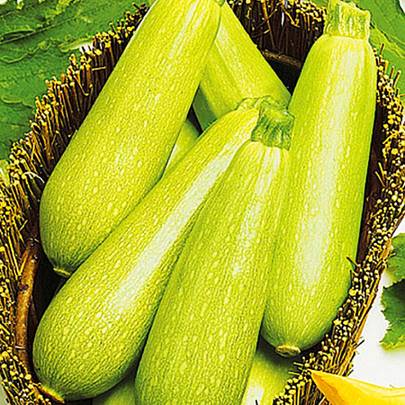 Семена Кабачок Искандер F1 б/п