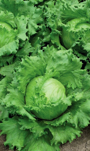 Семена Салат Губернатор "Уральский Дачник" б/п