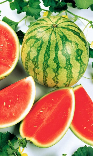 Семена Арбуз Скорик "Уральский дачник" ц/п