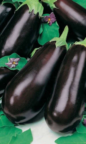 Семена Баклажан Универсал-6  "Уральский Дачник" б/п