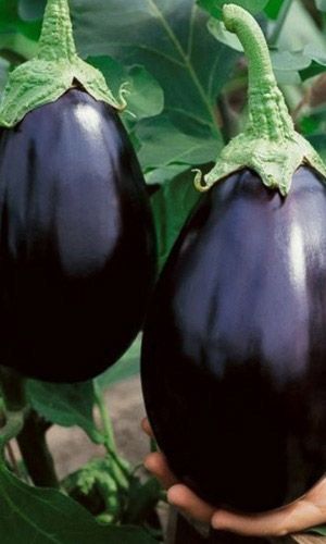 Семена Баклажан Черный Красавец  "Уральский дачник" б/п