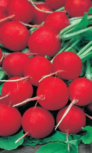 Семена Редис Жара  "Уральский Дачник" б/п