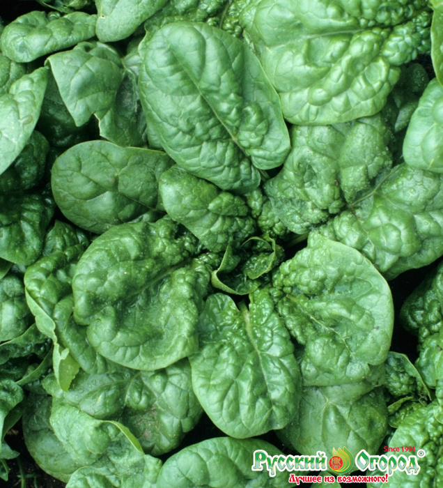 Семена Шпинат Жирнолистовой "Уральский Дачник" ц/п