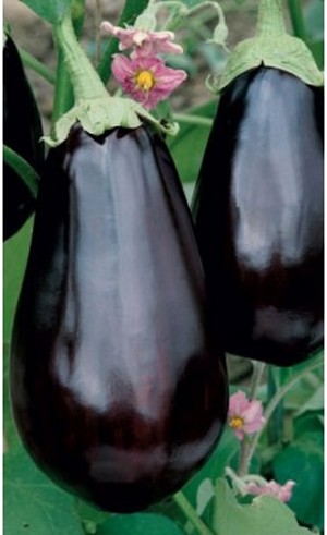 Семена Баклажан Агат F1 "Уральский Дачник" б/п