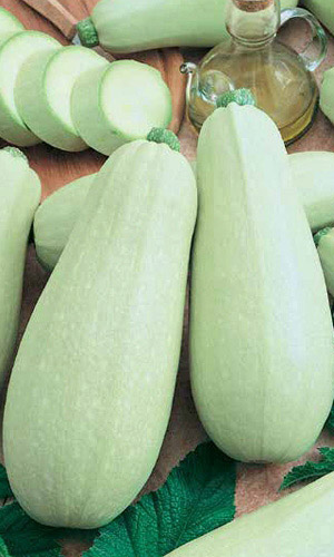 Семена Кабачок Ролик (ультраскороспелый, кустовой) "Уральский Дачник" б/п