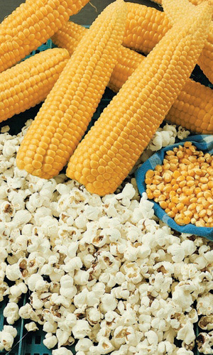 Семена Кукуруза сахарная Белое облако "Уральский дачник" ц/п