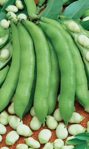 Семена Бобы Сахарные Уста® "Уральский Дачник" ц/п