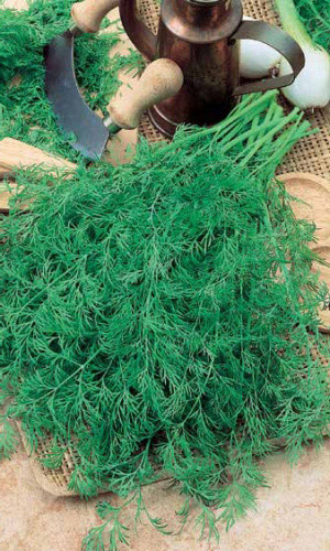 Семена Укроп Супердукат ОЕ "Уральский Дачник" б/п