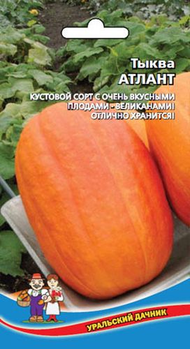 Семена Тыква Атлантик гигант  "Уральский Дачник" ц/п