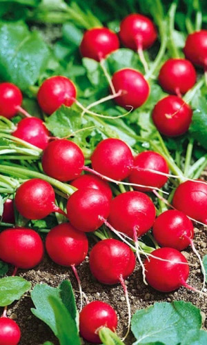 Семена Редис Сахарная молния®F1 "Уральский Дачник" ц/п