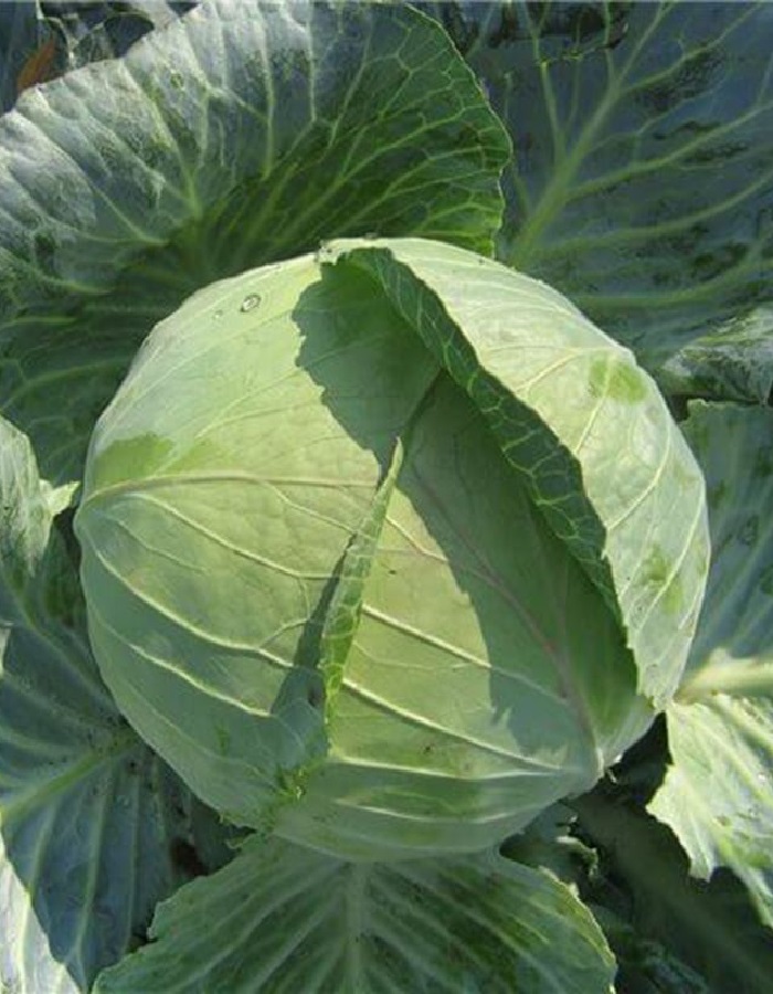 Семена Капуста белокочанная Слава Грибовская "Уральский Дачник" ц/п