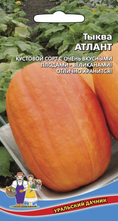 Семена Тыква Атлант  "Уральский Дачник" б/п