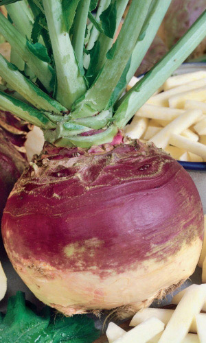 Семена Брюква Столовая Красносельская  "Уральский Дачник" б/п