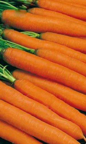 Семена Морковь Тушон   "Уральский Дачник" б/п