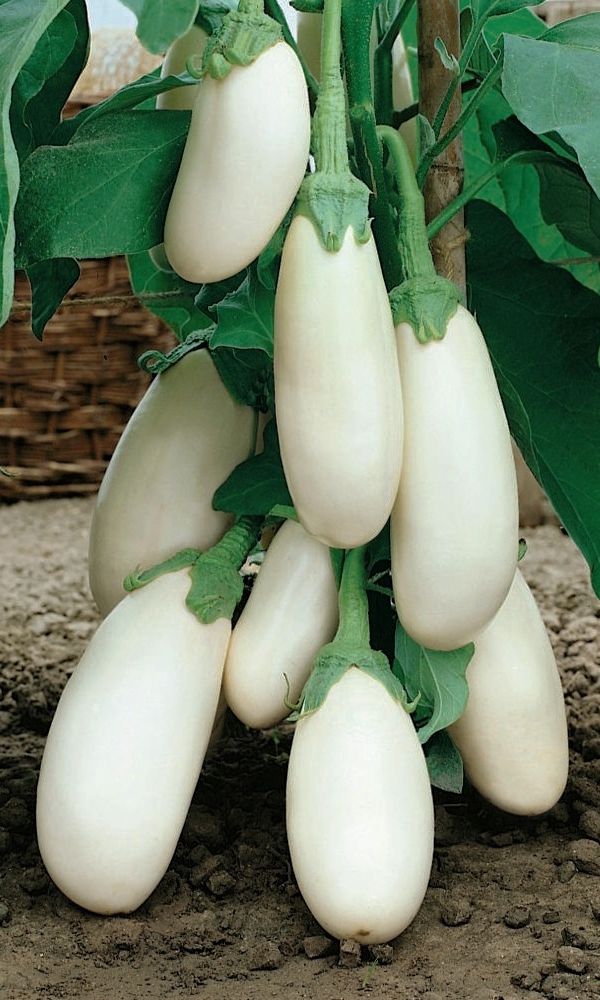 Семена Баклажан Лебединный "Уральский Дачник" б/п