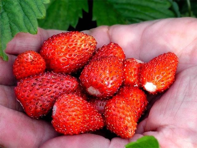 Семена Земляника ремонтантная Руяна "Уральский Дачник" ц/п