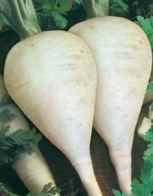 Семена Пастернак Круглый Ранний  "Уральский Дачник" б/п